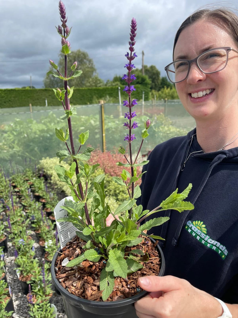 Salvia ner. Caradonna 2 Litre Pot