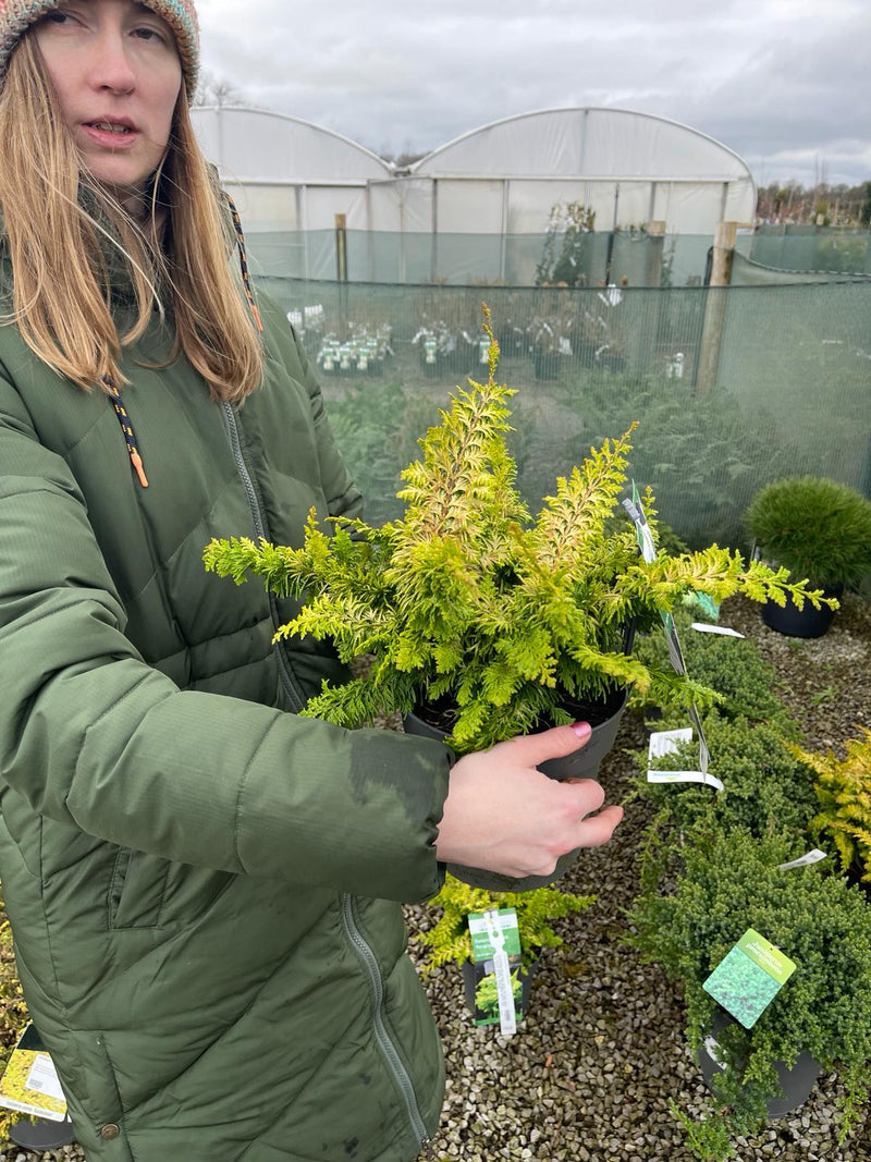 Chamaecyparis Ob. Fernspray Gold 2.5Litre