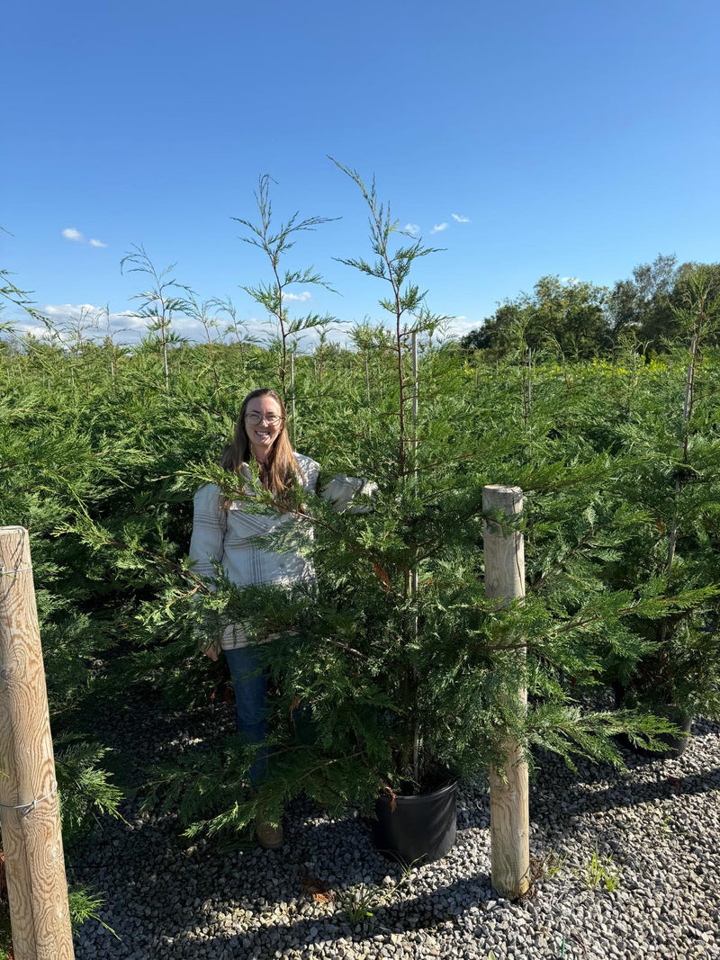 Green Leylandii Hedging 180/200cm+ 30 Litre Pot