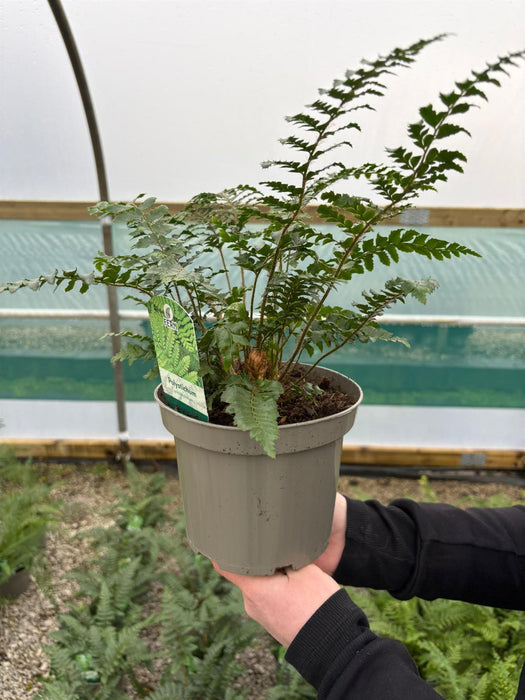 Polystichum Polyblepharum 2 Litre Pot