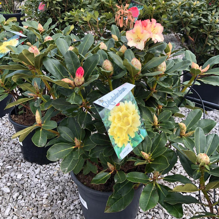 Rhododendron Hybrid Horizon Monarch 20 Litre Pot