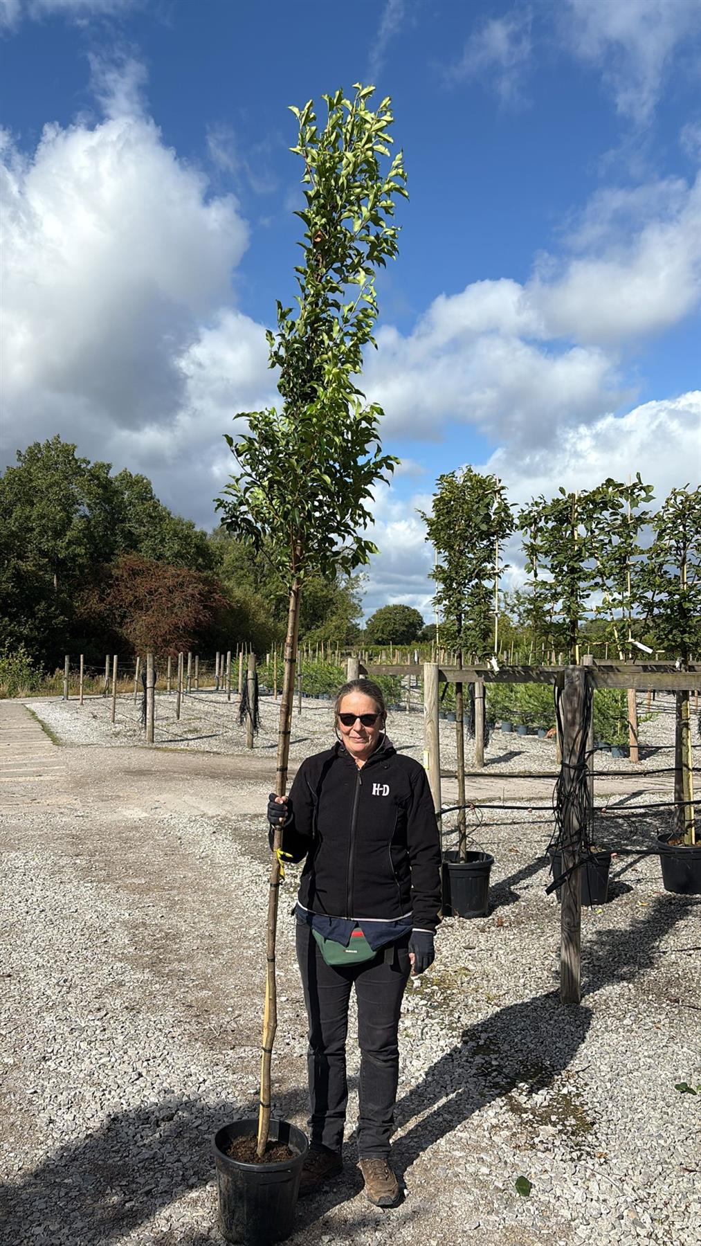 Prunus lusitanica Brenelia Standard 20 Litre Pot 6/8cm