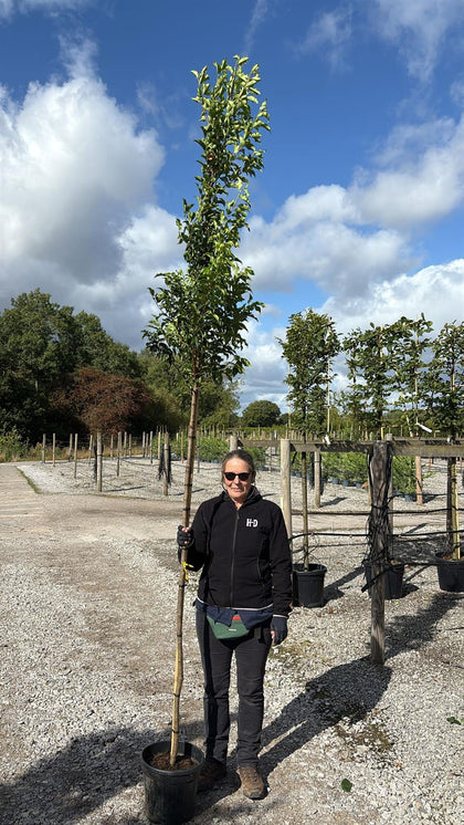 Prunus lusitanica Brenelia Standard 20 Litre Pot 6/8cm