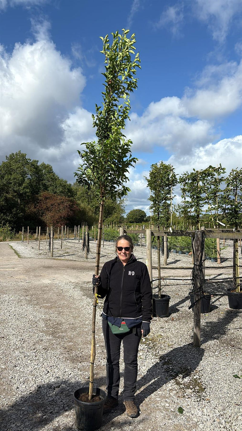 Prunus lusitanica Brenelia Standard 20 Litre Pot 6/8cm