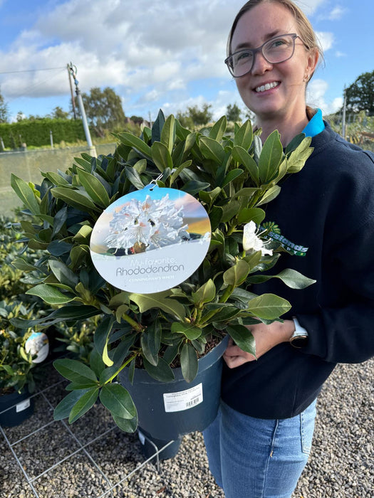 Rhododendron Hybrid Cunninghams White 7.5 Litre Pot
