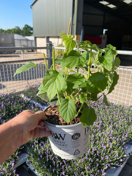 Hydrangea Arborescens Strong Annabelle 3 Litre Pot