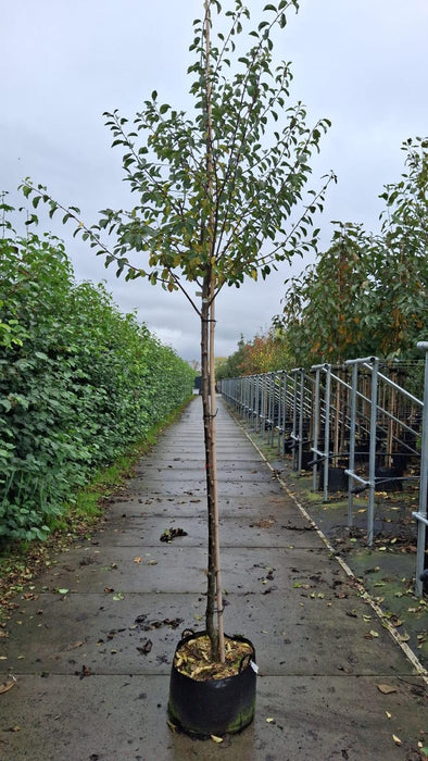 Plum Mirabelle De Nancy 10/12cm Girth Pot Grown November Delivery