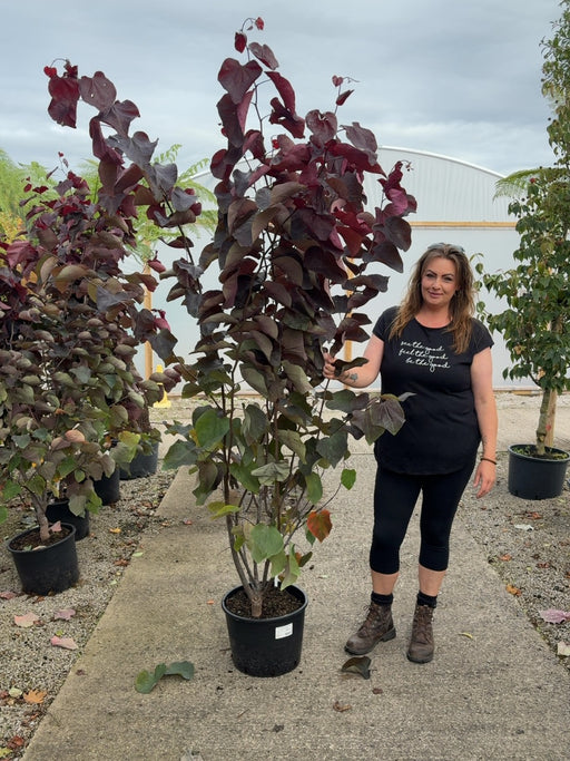 Cercis canadensis Forest Pansy 20 Litre Pot 175/200cm