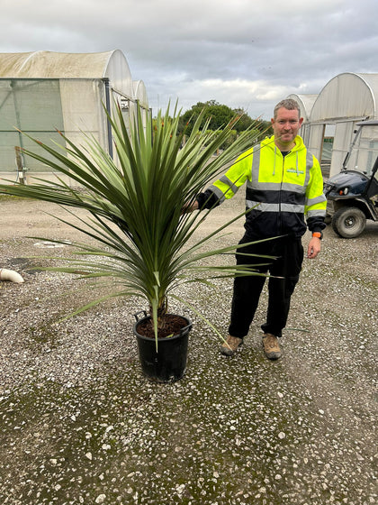Cordyline Australis 30 Litre Pot Trunk 125/150cm