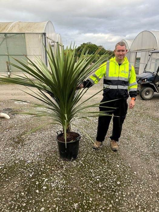 Cordyline Australis 30 Litre Pot Trunk 125/150cm