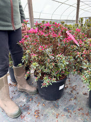 Azalea Japonica Mad. Van Hecke 30 Litre Pot