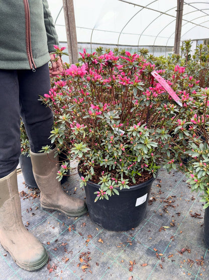 Azalea Japonica Mad. Van Hecke 30 Litre Pot