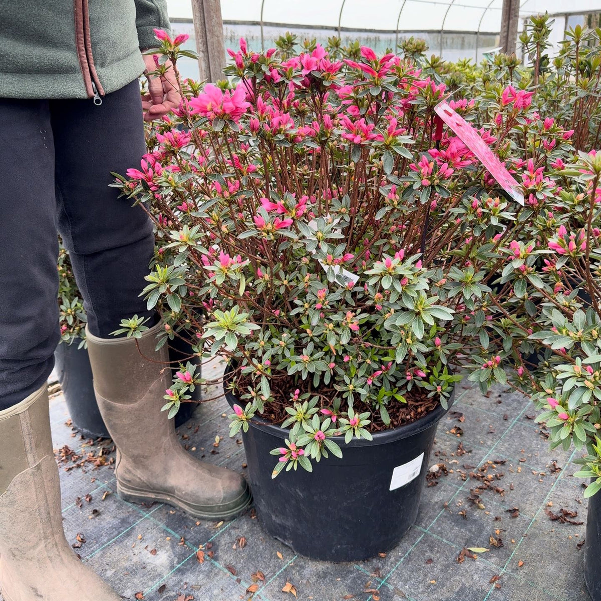 Azalea Japonica Mad. Van Hecke 30 Litre Pot — Grasslands Nursery