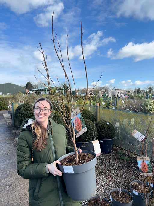 Acer Rubrum Red Sunset 12 Litre Pot 125/150cm
