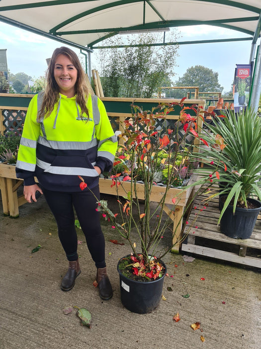Euonymus Europaeus Red Cascade 20 Litre Pot 80/100cm