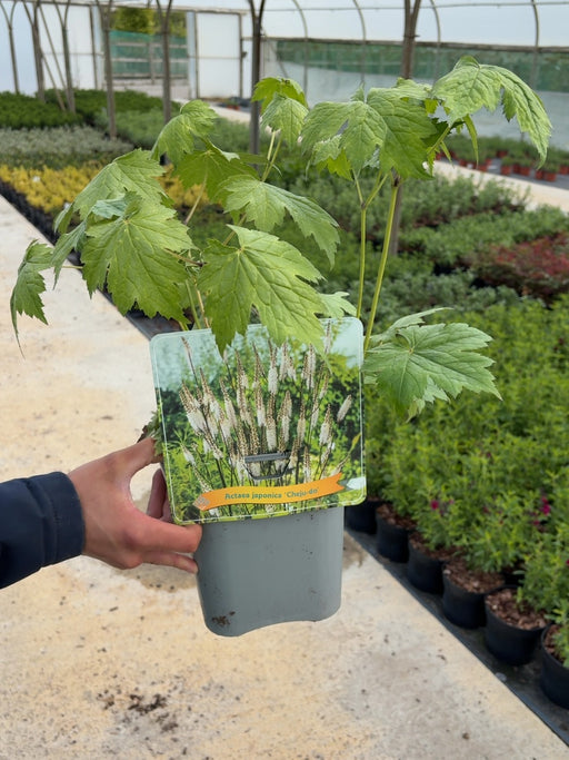 Cimicifuga (Actea) Cheju-Do 5 Litre Pot