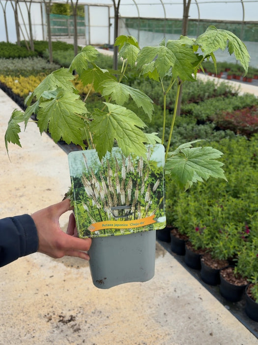 Cimicifuga (Actea) Cheju-Do 5 Litre Pot