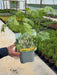 Cimicifuga (Actea) Cheju-Do 5 Litre Pot