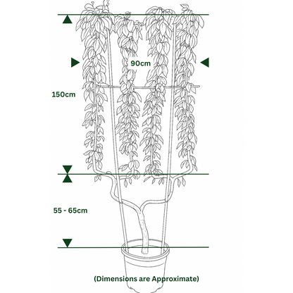 Pear Beurre Hardy 50 Litre Pot Double U Frame