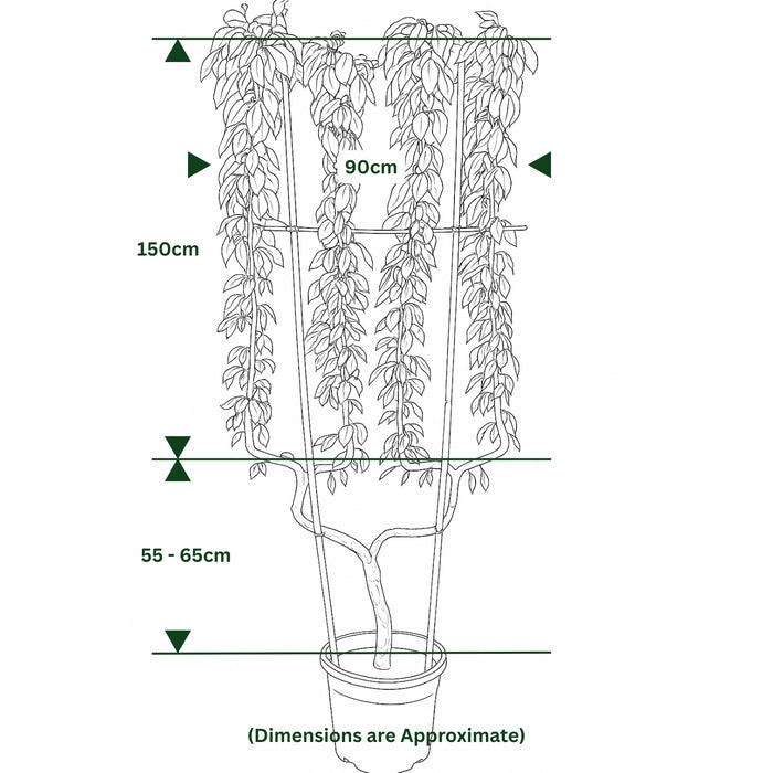 Pear Beurre Hardy 50 Litre Pot Double U Frame