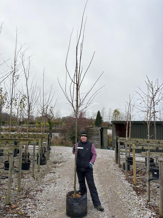 Plum Victoria 10/12cm Girth Pot Grown Delivery From November Onwards