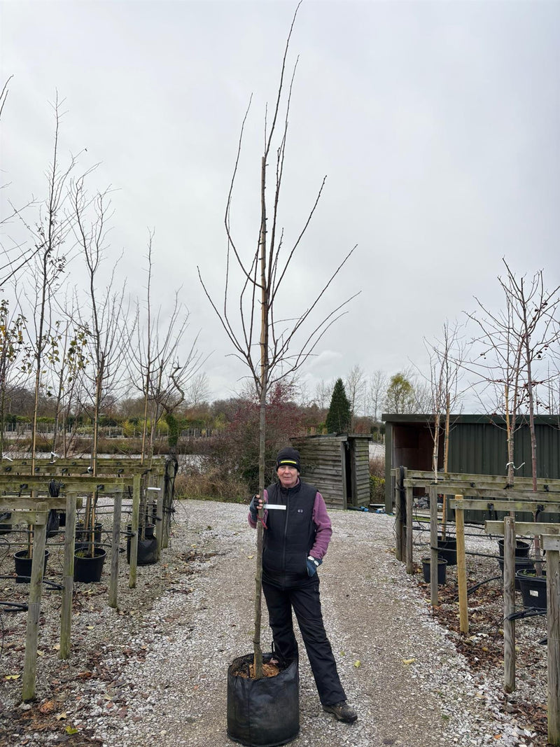 Plum Victoria 10/12cm Girth Pot Grown