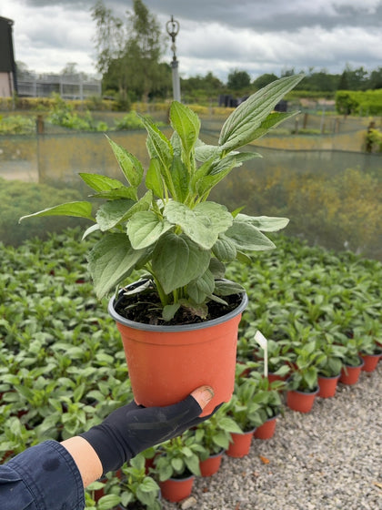 Rudbeckia Goldstrum 2 Litre Pot