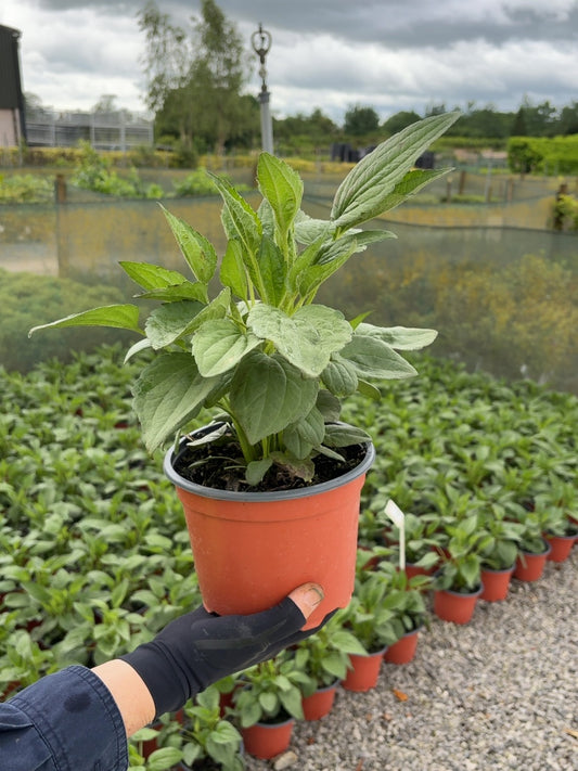 Rudbeckia Goldstrum 2 Litre Pot