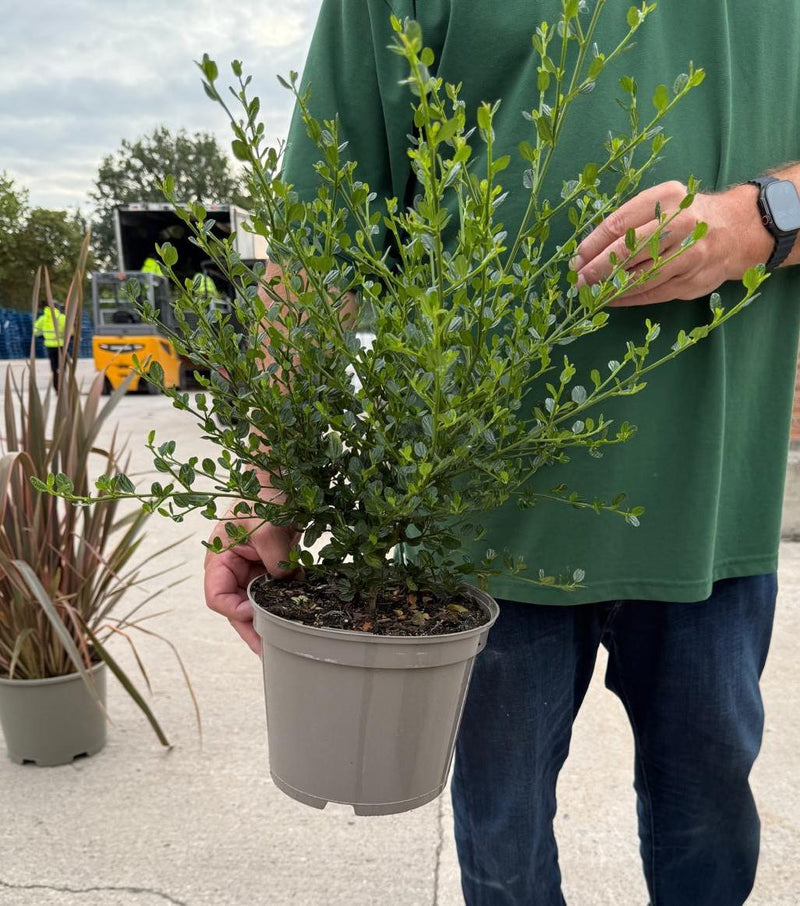 Ceanothus Skylark 5 Litre Pot