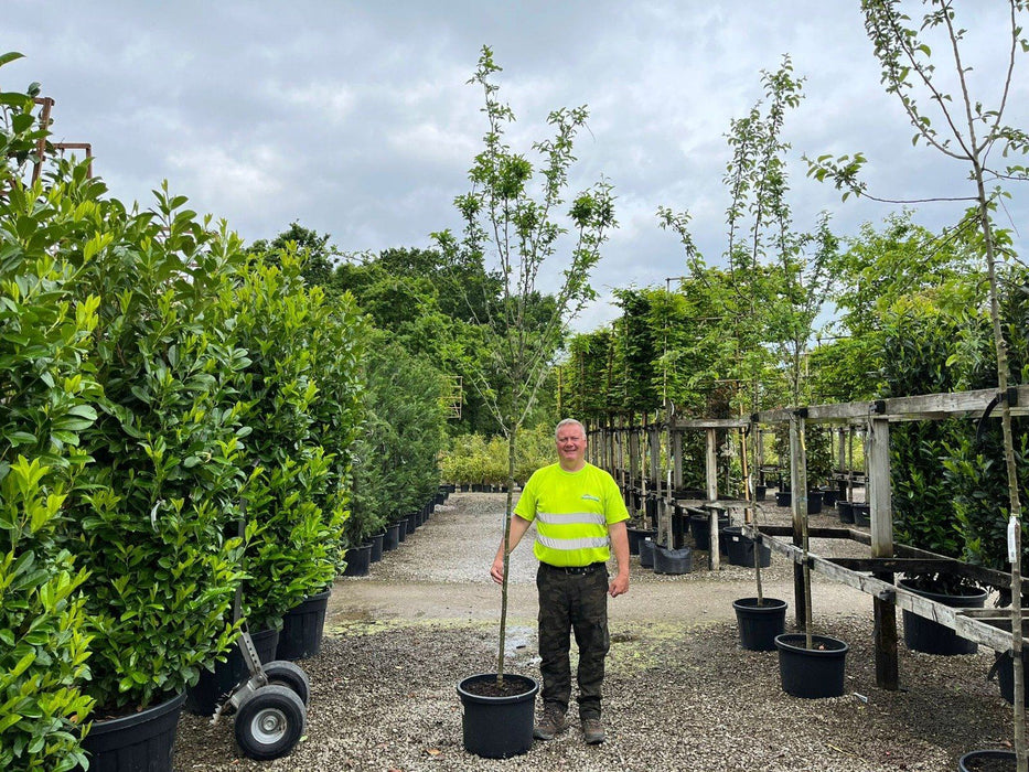 Laburnum Anagyroides 180cm stem 8-10 cm Girth