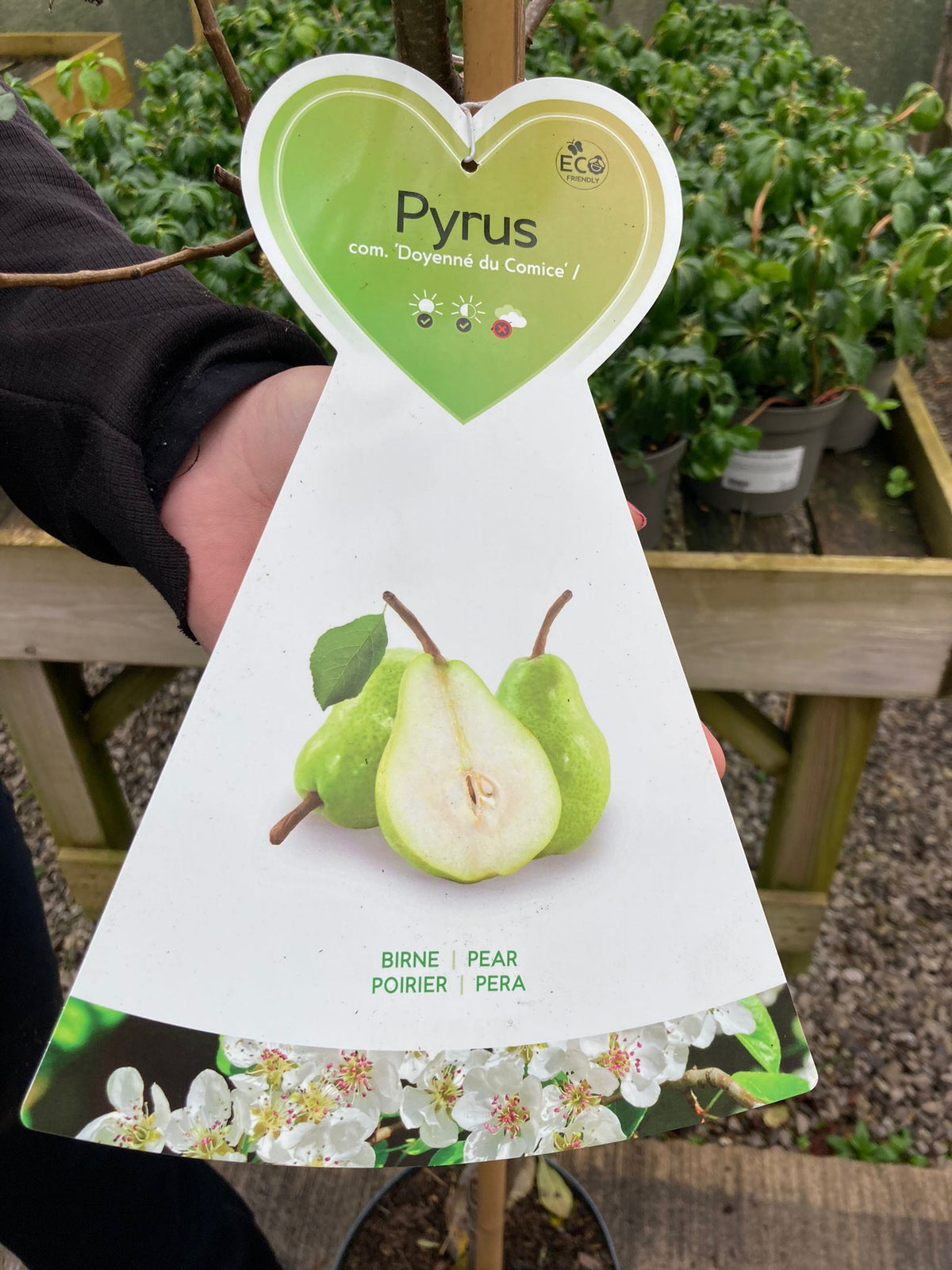 Pear Conference 10 Litre Pot Half Standard