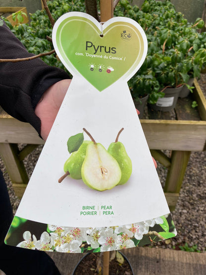 Pear Conference 10 Litre Pot Half Standard