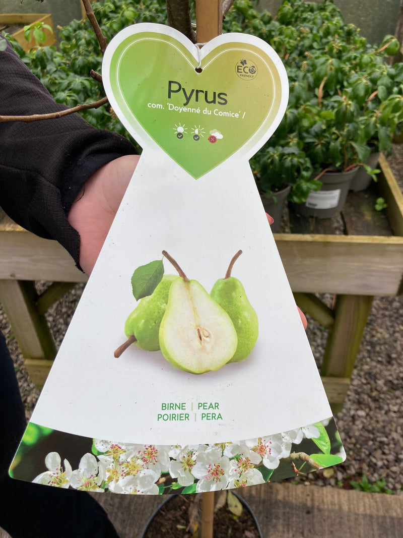 Pear Conference 10 Litre Pot Half Standard