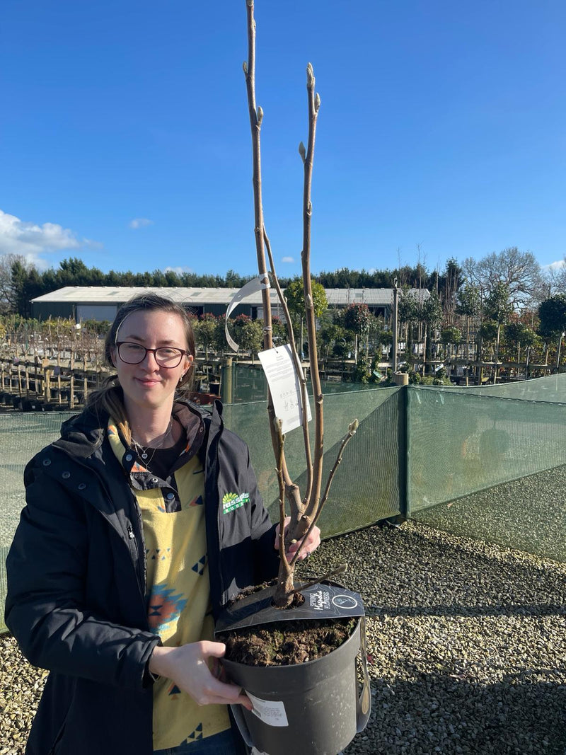 Magnolia Sunsation 7.5 Litre Pot