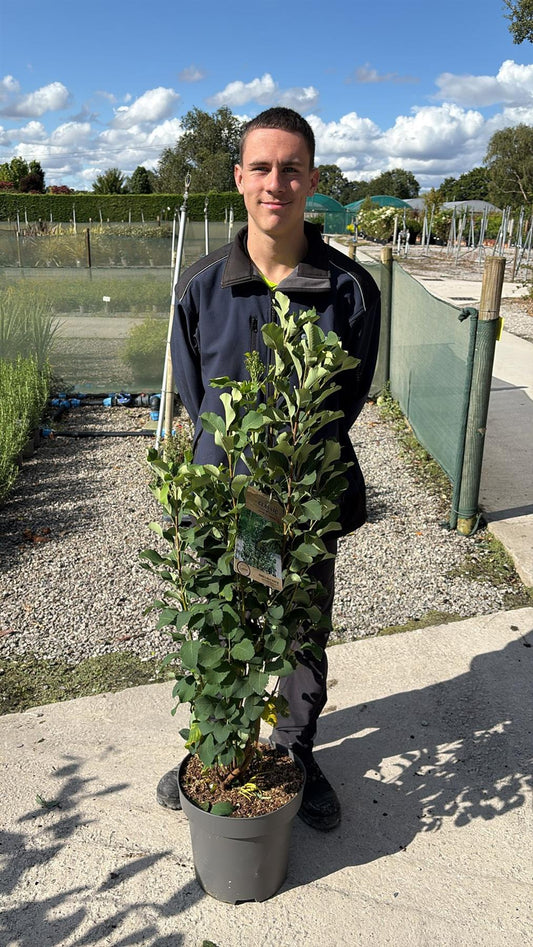 Amelanchier aln. Obelisk 12 Litre Pot 100/125cm
