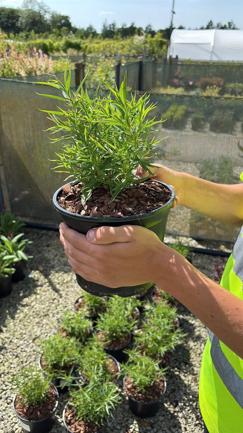 Penstemon Firebird 3 Litre Pot