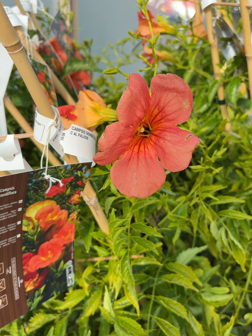 Campsis Grandiflora 4 Litre