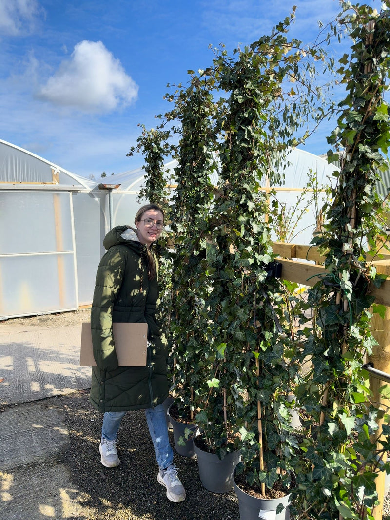 Hedera Hibernica 12 Litre Pot 175/200