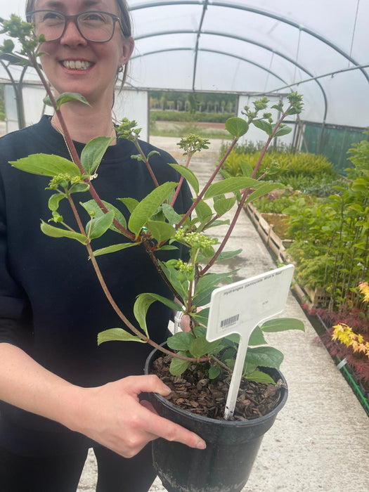 Hydrangea paniculata Wim's Red 3 Litre Pot
