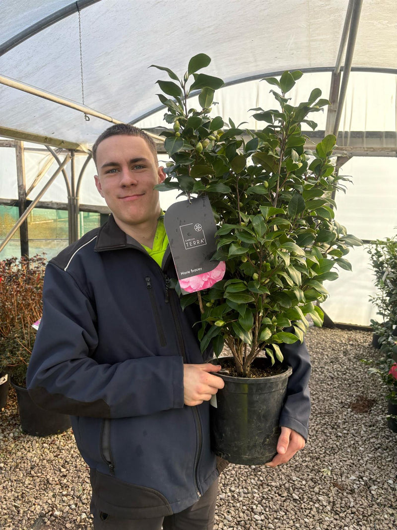Camellia Japonica Marie Bracey 7 Litre Pot