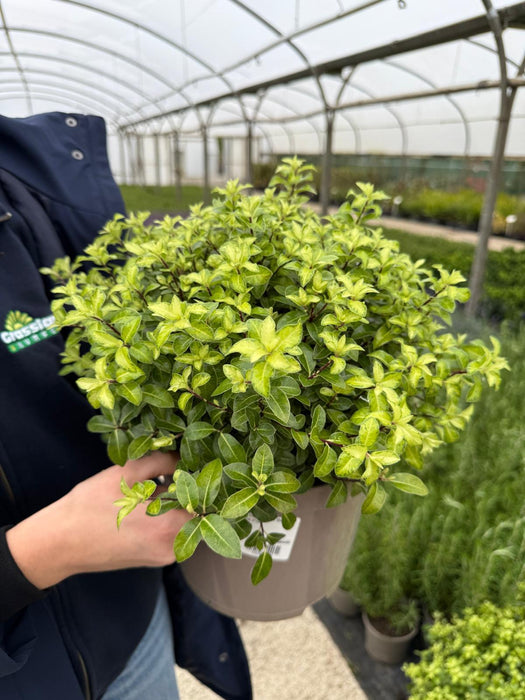 Pittosporum Ten. Golden Ball 5 Litre Pot