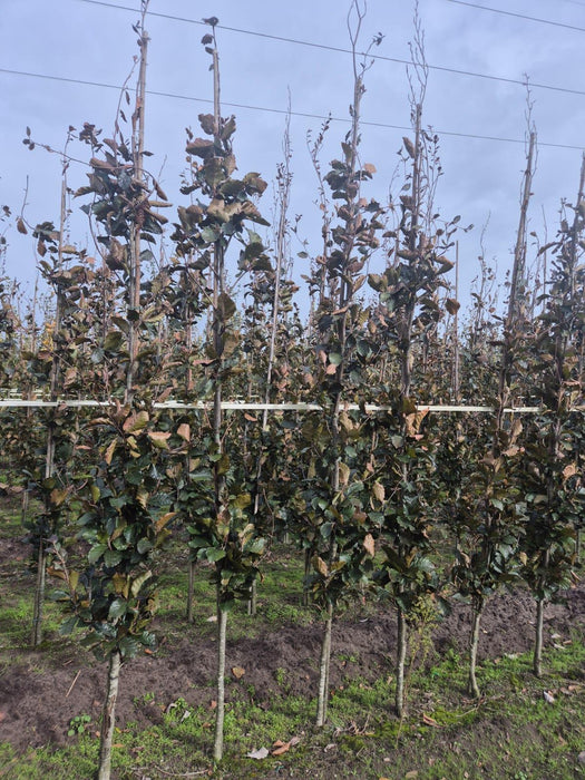 Fagus Syl. Dawyck Purple Feathered 8/10cm Girth Root Ball Root Ball