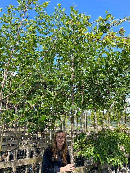 Alnus glutinosa 8/10cm Girth Heavy Standard