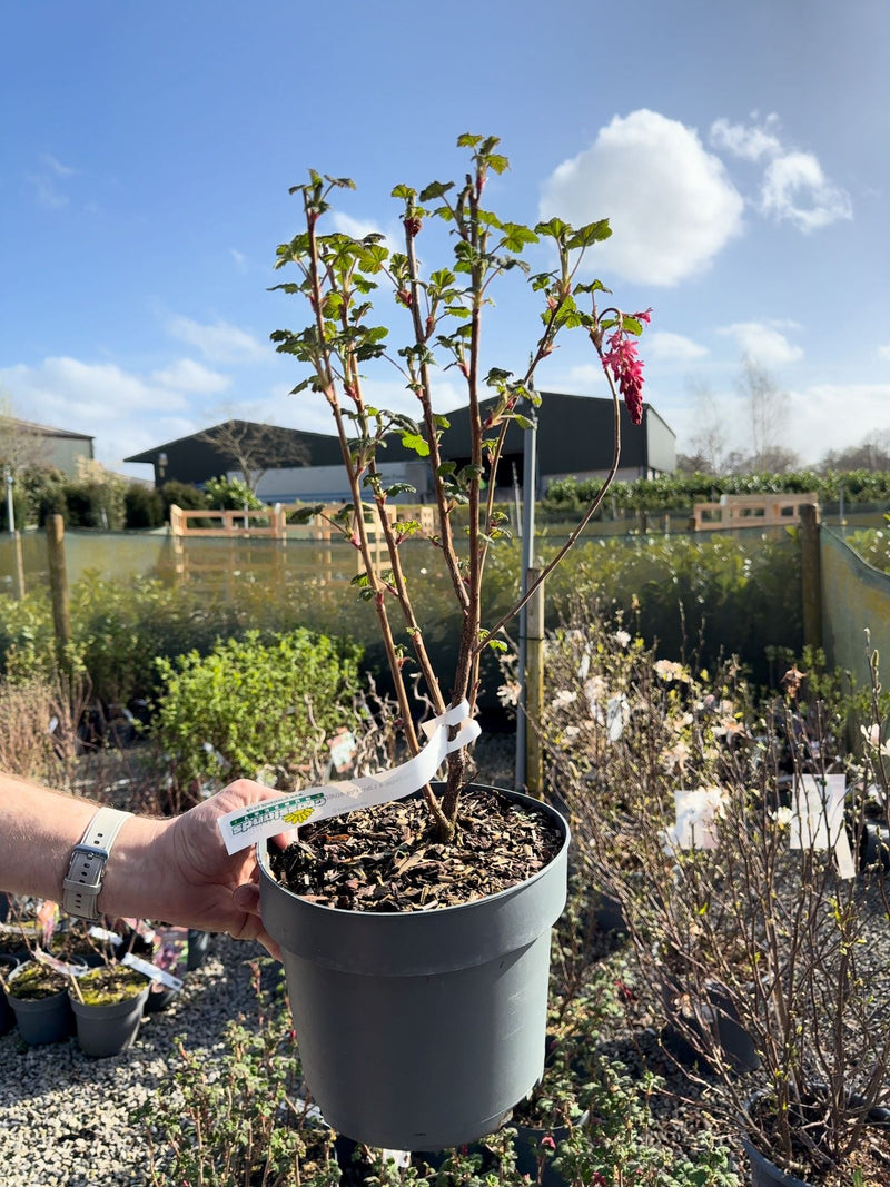 4 litre plant pots Ribes sang. Red Bros 4 Litre Pot 40/60cm — Grasslands Nursery