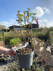 Ribes sang. Red Bros 4 Litre Pot 40/60cm