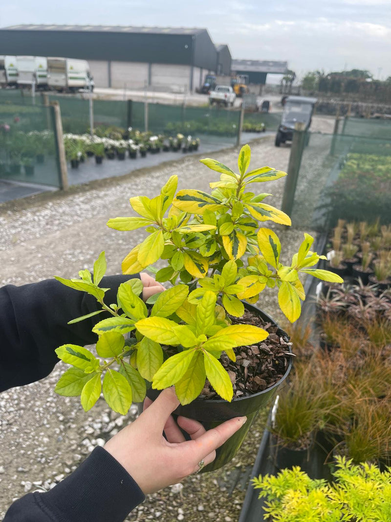 Escallonia Golden Ellen 3 Litre Pot