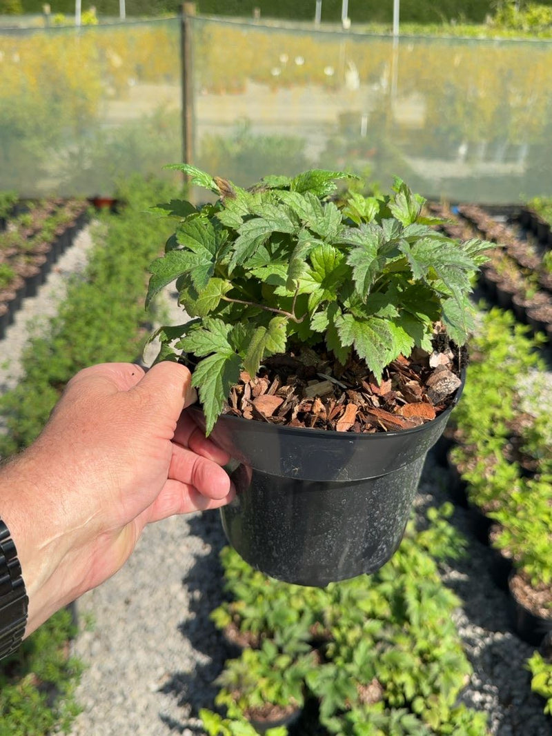 Anemone 'Fantasy Elsa' - Japanese Anemone 3 Litre Pot