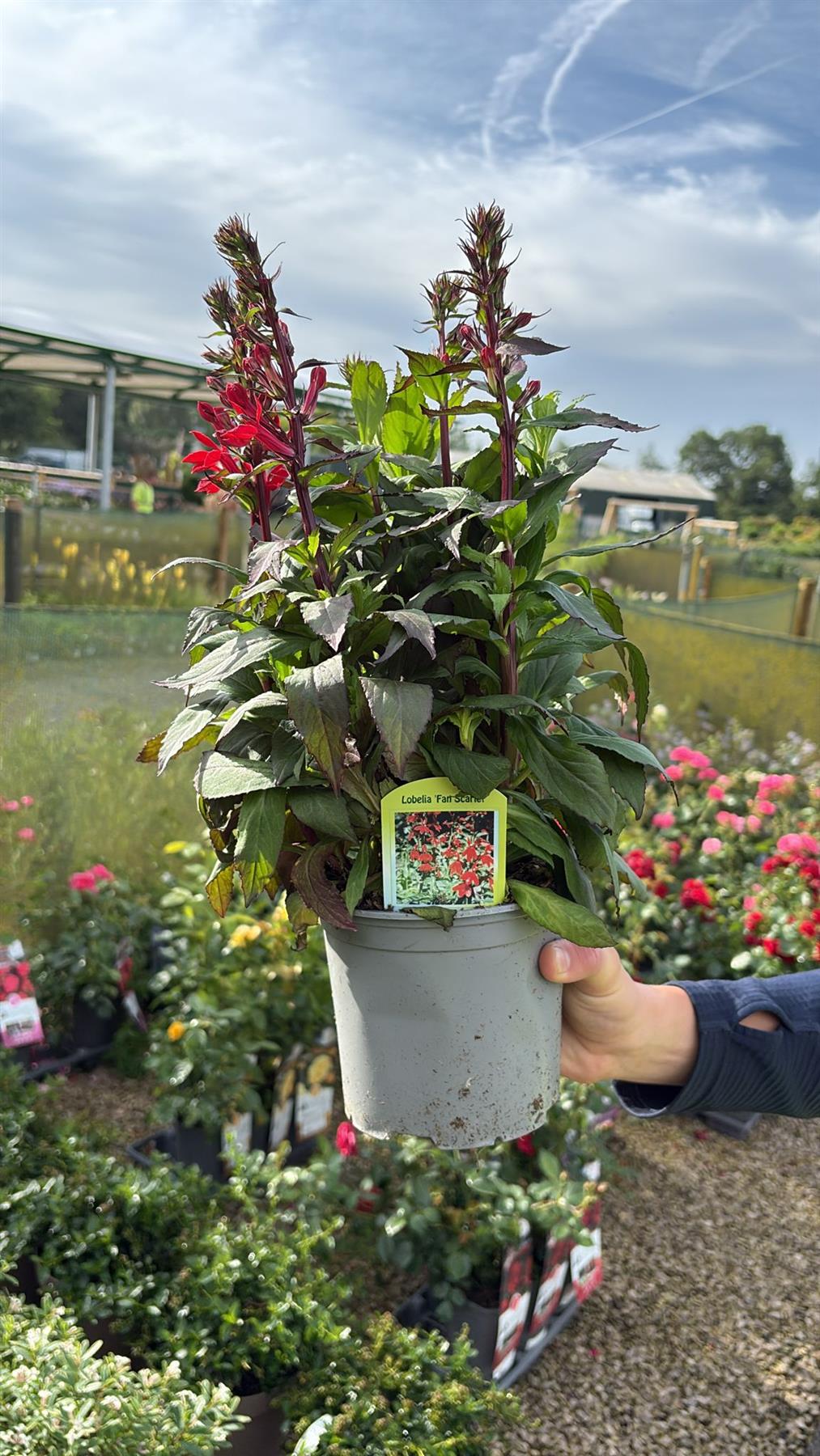 Lobelia Fan Scarlet 1.5 Litre Pot