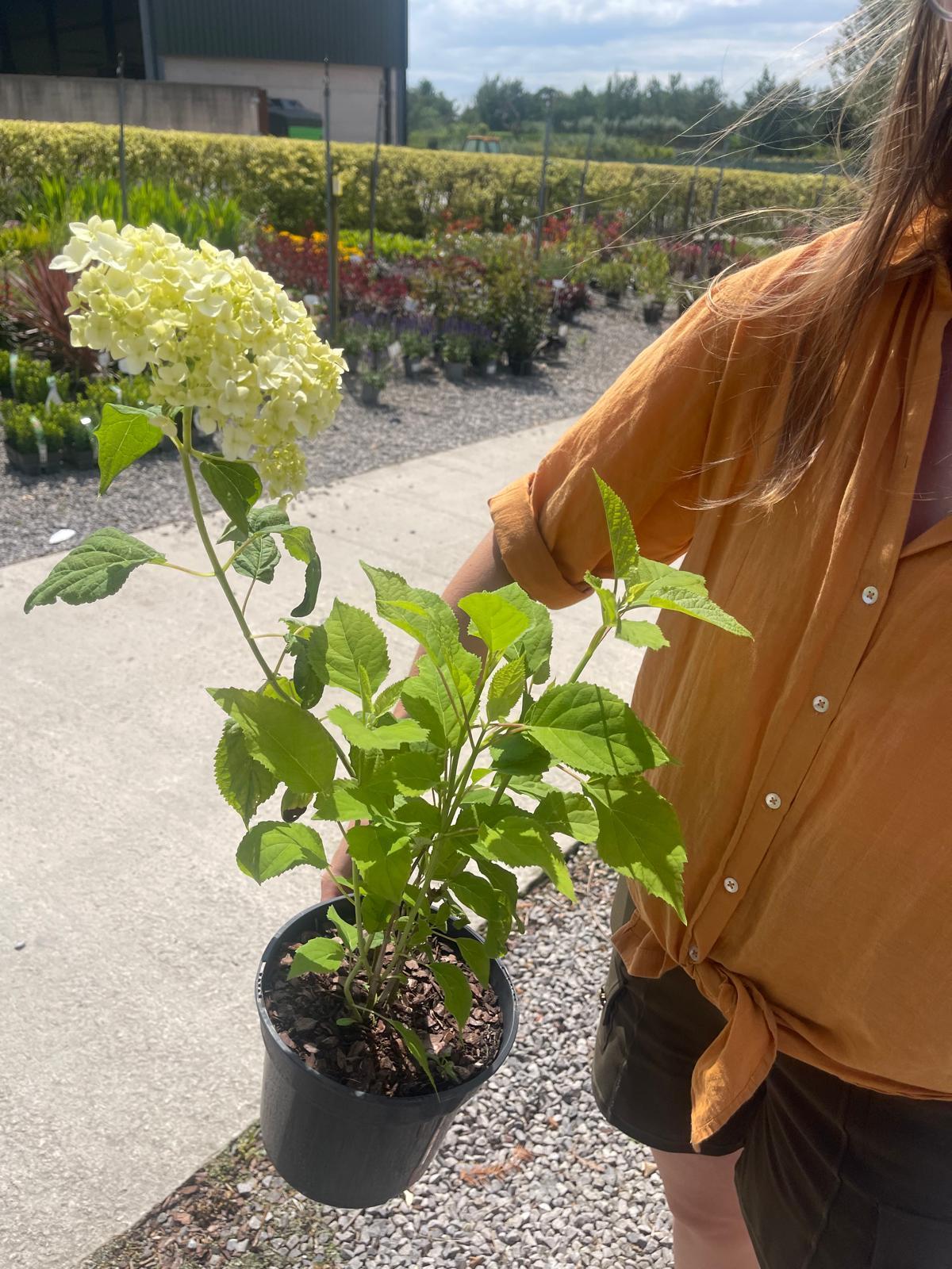 Hydrangea Annabelle 2 Litre Pot