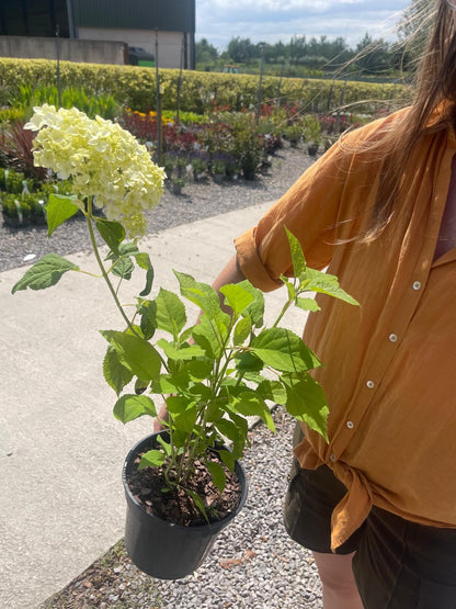 Hydrangea Annabelle 2 Litre Pot